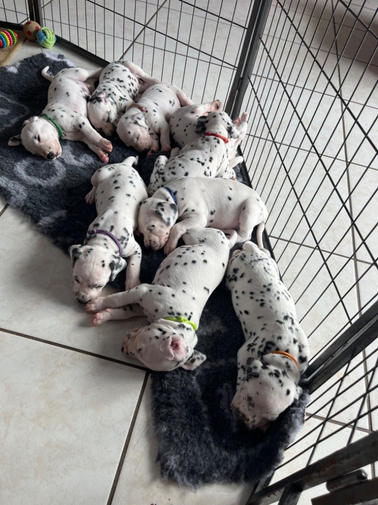 Chiot Dalmatien De La Pointe Des Osismes