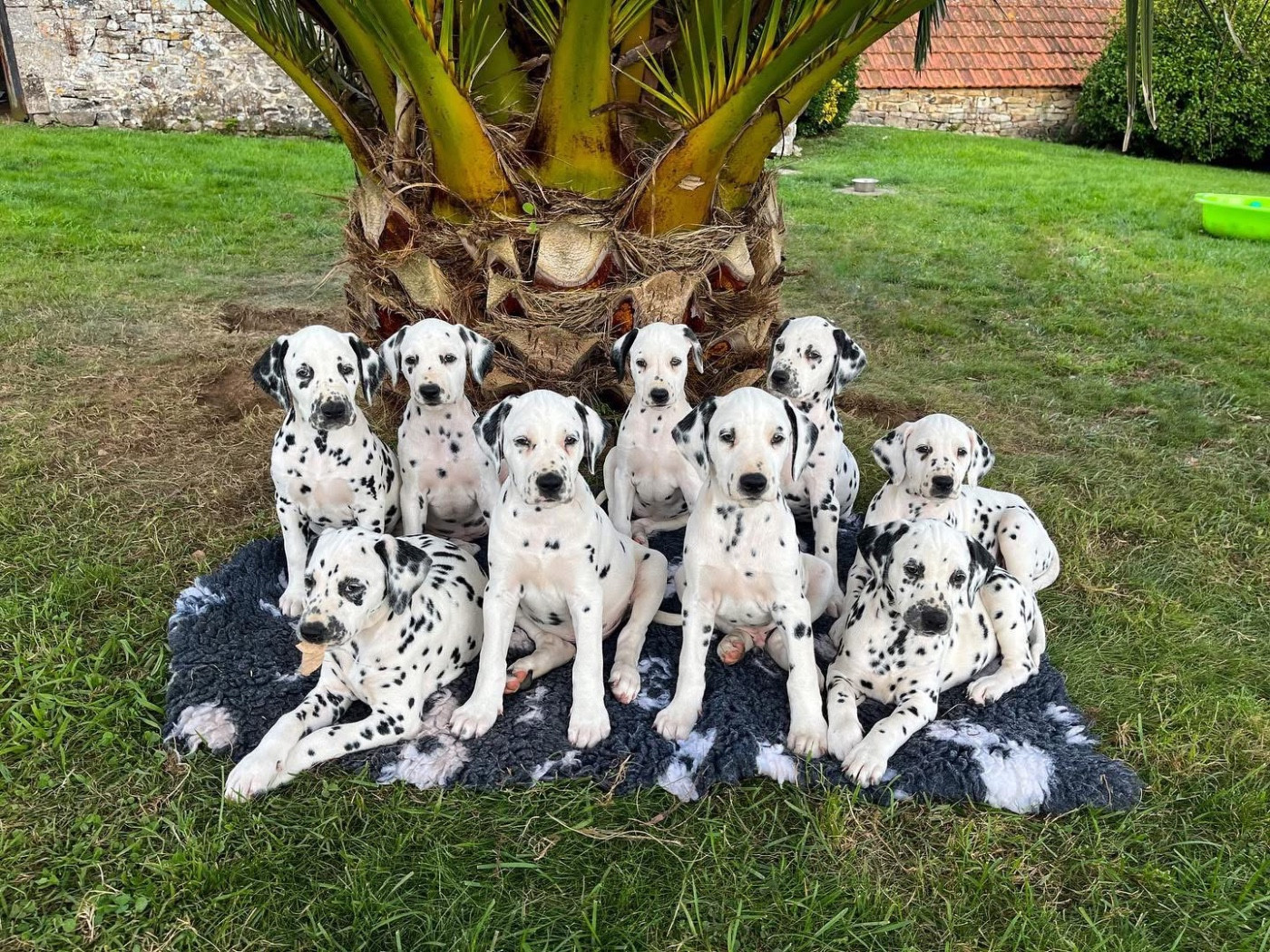 De La Pointe Des Osismes - Dalmatien - Portée née le 27/06/2023